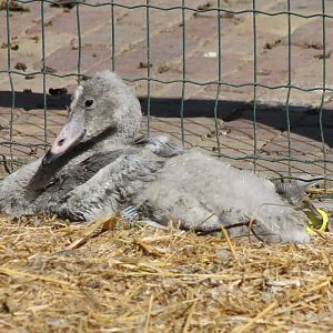 Young Whooper swan