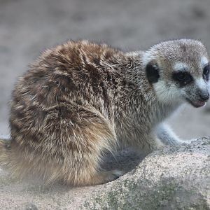 Meerkat