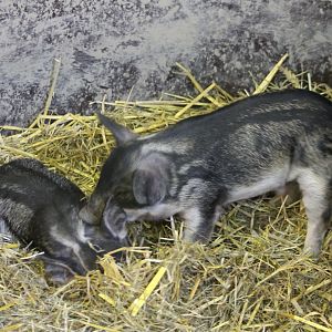 Woolly piglets