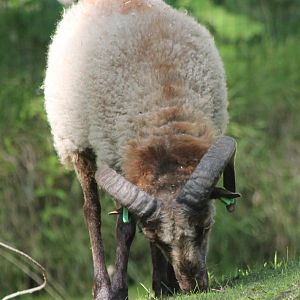 Some kind of sheep-breed