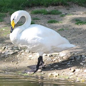 Whooper swan