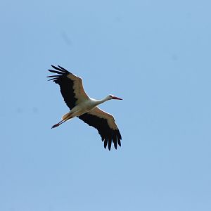 Free-flying White stork