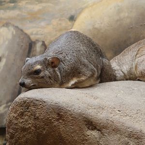 Yellow-Spotted Rock Hyrax