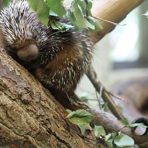 Brazilian Porcupine
