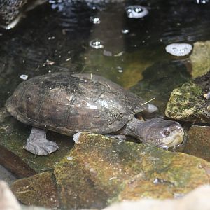Mexican Mud Turtle