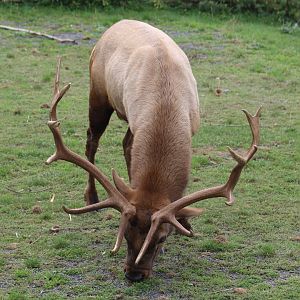 Tule Elk