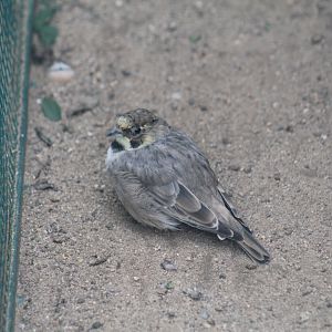 Atlas Horned Lark