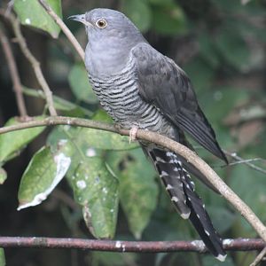 European Cuckoo