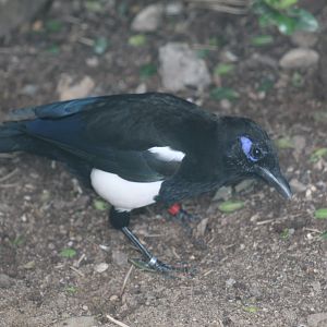 Maghreb Magpie