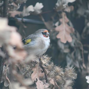 Siberian Goldfinch