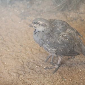 Cyprian Chukar Partridge