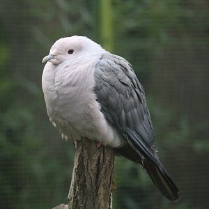 Pink-Headed Imperial-Pigeon