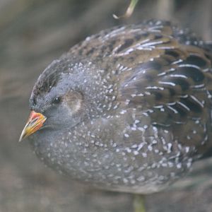 Greater Spotted Crake