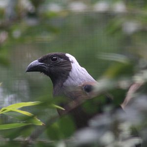 Sumatran Treepie