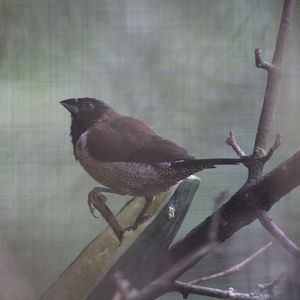 Black-Faced Munia