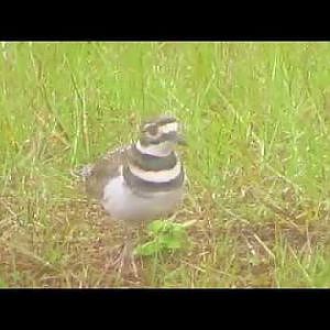 Killdeer & Robins - YouTube