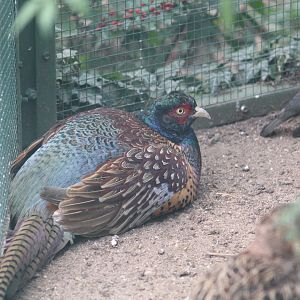 Sichuan Ring-Necked Pheasant