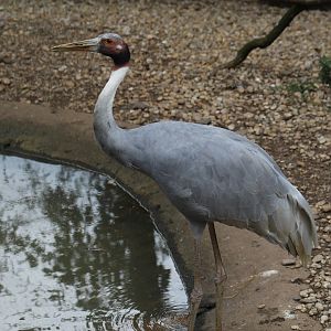 Indian Sarus Crane