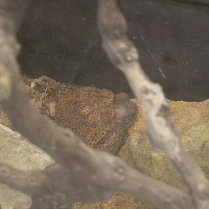 Cuban Small-Eared Toad
