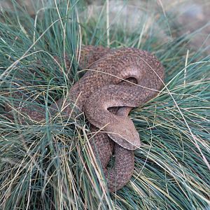 Cyclades Blunt-Nosed Viper