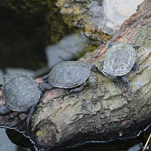 Central European Pond Turtle & Western Caspian Turtle