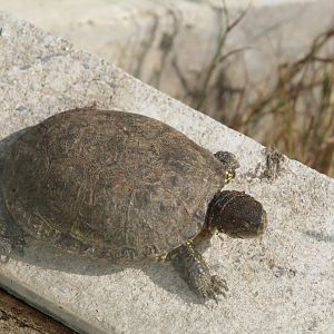 Central European Pond Turtle