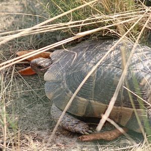 Marginated Tortoise