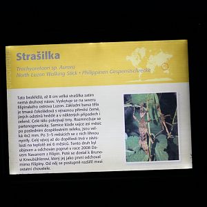 North Luzon Jungle Nymph Signage