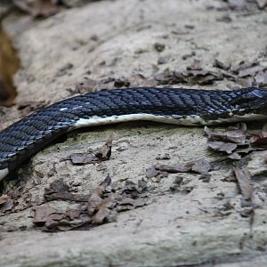 Indochinese Spitting Cobra