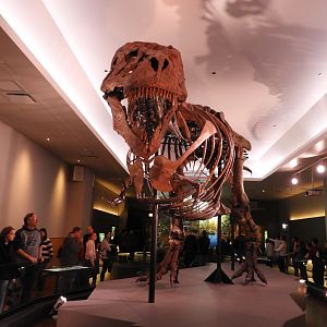 Sue in it's new exhibit