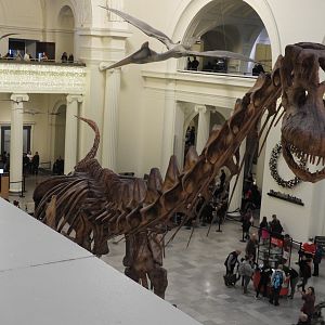 Maximo the Titanosaur