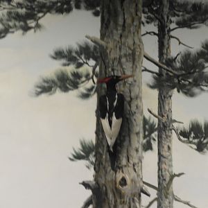 Imperial Woodpecker (Campephilus imperialis) taxidermy specimen