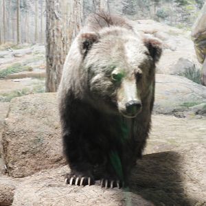 Mexican Grizzly Bear (Ursus arctos nelsoni) taxidermy specimen