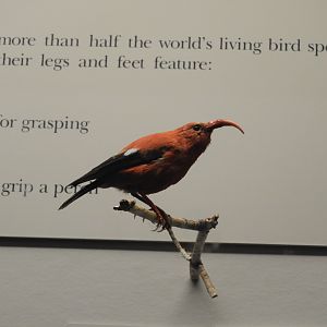 Iiwi (Drepanis coccinea) taxidermy specimen
