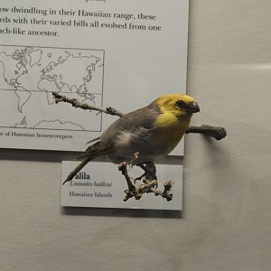 Palila (Loxioides bailleui) taxidermy specimen