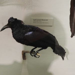 Curl-Crested Manucode (Manucodia comrii) taxidermy specimen