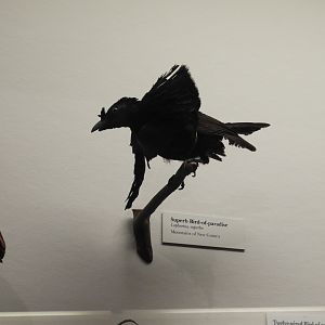 Superb Bird-Of-Paradise taxidermy ID?