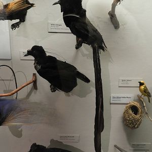 Arfak Astrapia (Astrapia nigra) taxidermy specimen