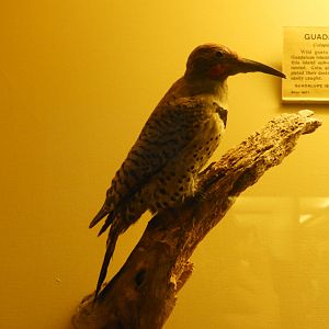Guadalupe Flicker (Colaptes auratus rufipileus) taxidermy specimen