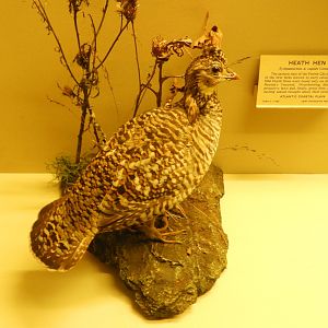 Heath Hen (Tympanuchus cupido cupido) taxidermy specimen