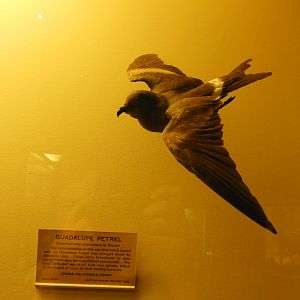 Guadalupe Storm Petrel (Oceanodroma macrodactyla) taxidermy specimen