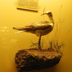 Eskimo Curlew (Numenius borealis) taxidermy specimen
