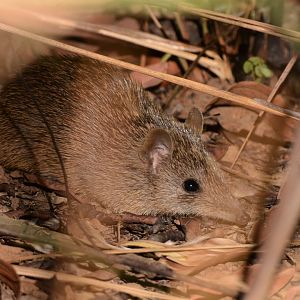 Cape York Brown Bandicoot (Isoodon peninsulae)