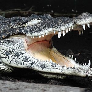 Dec. 2018 - Islands - Cuban Crocodile