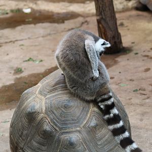 Lemur on a Tortoise