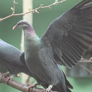 Philippine Metallic Pigeon