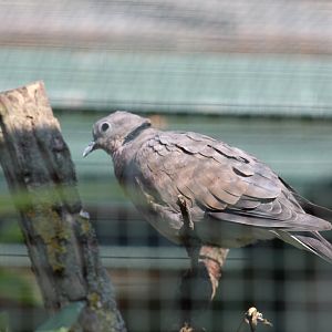 Sunda Collared Dove