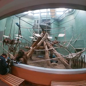 Dec. 2018 - Islands - Dayroom (5 Species)