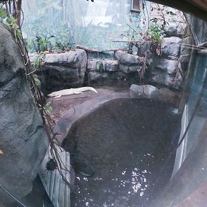 Dec. 2018 - HerpAquarium - King Louise's Exhibit (White Alligator)