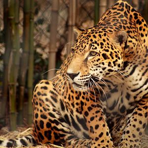 Dec. 2018 - South America - Jaguar